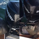 Imagen para el artículo titulado Cuando subir al barco de unos humanos es tu única opción para no ser devorado por las orcas